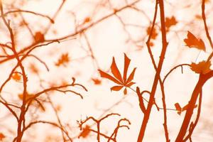 imagen abstracta de ramas y hojas de otoño reflejadas en un estanque foto