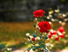 Beautiful red rose in a garden in Autumn season photo