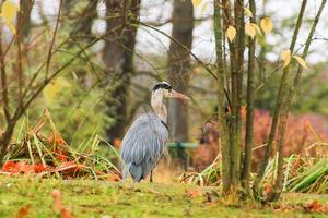 gray heron near a pond in Autumn season photo