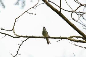 A male Blackcap bird, Sylvia atricapilla, sitting on the branch in spring. photo