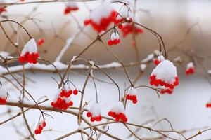 bayas rojas y naranjas en un árbol en invierno foto