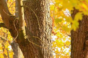 Portrait of Eurasian red squirrel climbing on tree in the park photo