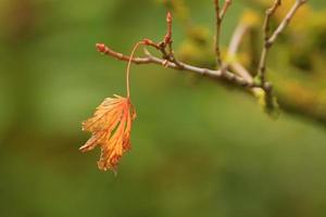 Colourful autumn leaves of the Japanese maple photo