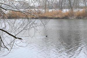 portrait of a coot duck bird swimming on Danube river photo