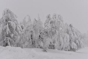 mountain forest landscape on a foggy winter day photo