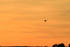 silueta de pájaro en vuelo al atardecer foto