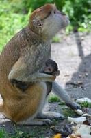 una madre mono está alimentando a sus cachorros en medio del bosque. el mono bebé está mamando leche de su madre foto