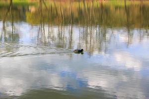 retrato de un pájaro pato coot nadando en el río danubio foto