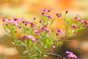 purple flowers in autumn time photo