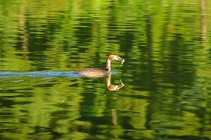 somormujo lavanco pájaro flotando en el río danubio foto