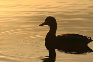 el ganso salvaje flota en el lago de la tarde mientras la luz dorada se refleja en la hermosa superficie del agua. foto