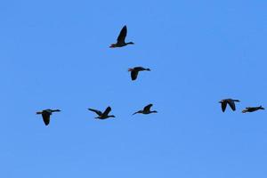 bandada de gansos salvajes silueta en un cielo azul foto