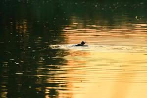 The wild goose float in the evening lake while the golden light reflected in the beautiful water surface. photo