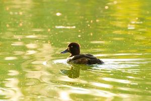 wild ducks on the lake near danube river in Germany photo