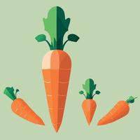 root vegetable carrots orange color vector