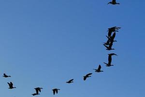 wild goose flaying near the Danube water stream photo