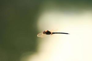 A wandering glider dragonfly in flight near the water photo