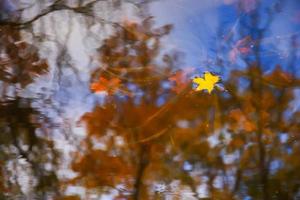 Autumn yellow maple leaves over blue water with reflection of trees in it photo