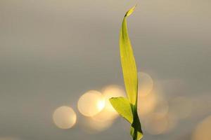 grass and leaves silhouette at sunset near the river photo