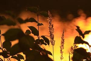 silueta de hierba y hojas al atardecer cerca del río foto