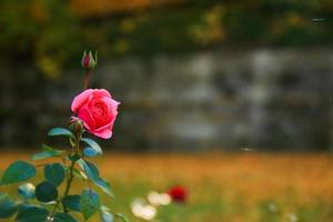 Beautiful red rose in a garden in Autumn season photo