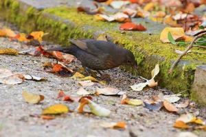 A blackbird looking for food on the ground photo
