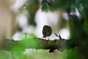 a common blackbird sitting on a tree branch. a common blackbird sitting on a tree branch. view from behind photo