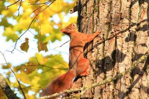 Portrait of Eurasian red squirrel climbing on tree in the park photo