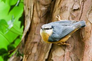 el trepador azul euroasiático o trepador de madera, sitta europaea, es un pequeño pájaro paseriforme con la espalda azul y la parte inferior naranja del cuerpo y una cabeza blanca con máscara negra foto