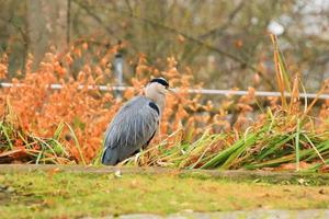 gray heron near a pond in Autumn season photo