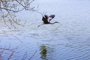 Closeup of a gray heron flying above the water and holding a dry branch in its beak photo