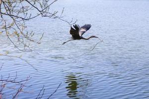 primer plano de una garza gris volando sobre el agua y sosteniendo una rama seca en su pico foto