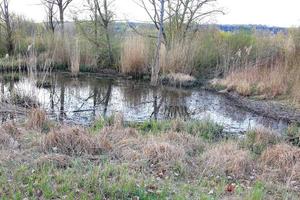 wild duck floating on water in a swamp in autumn time photo