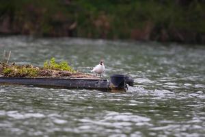 una gaviota comiendo pescado en el río danubio foto