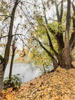 Autumn landscape near the Danube river, Regensburg city, Europe. Walking trough the forest on a foggy day. photo