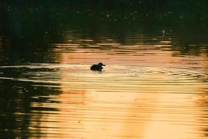 el ganso salvaje flota en el lago de la tarde mientras la luz dorada se refleja en la hermosa superficie del agua. foto
