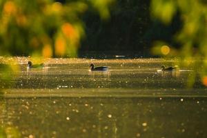 The wild goose float in the evening lake while the golden light reflected in the beautiful water surface. photo