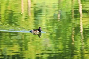 wild ducks on the lake near danube river in Germany photo