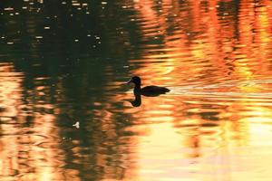 el ganso salvaje flota en el lago de la tarde mientras la luz dorada se refleja en la hermosa superficie del agua. foto