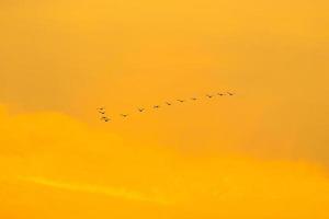 birds flying into sunset sky photo