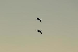 wild goose flaying near the Danube water stream photo