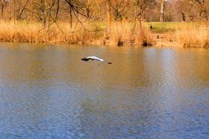 primer plano de una garza gris volando sobre el agua y sosteniendo una rama seca en su pico foto