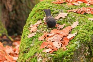 a common blackbird sitting on a tree branch photo