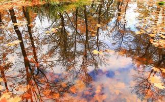 Autumn yellow maple leaves over blue water with reflection of trees in it photo