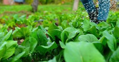 Nahaufnahme der Hände junger weiblicher landwirtschaftlicher Nutzbewässerung kann Wasser auf grünes Gemüse gießen, während sie im Bio-Bauernhof arbeiten