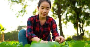 junges weibliches landwirtschaftliches kariertes hemd, das sitzt, um grüne blätter, unkraut und insekten zu überprüfen, während grünkohl in einer bio-gemüsefarm gepflanzt wird video