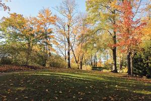 Autumn leaves and trees in the park photo