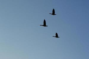 wild goose flaying near the Danube water stream photo