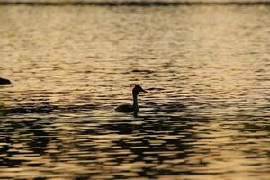 el ganso salvaje flota en el lago de la tarde mientras la luz dorada se refleja en la hermosa superficie del agua. foto