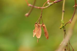 Colourful autumn leaves of the Japanese maple photo